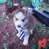 AKC OFA Red/white, a male Siberian Husky for sale in Anderson, SC – 2 of 10