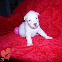 Solid White Female AKC OFA, a female Siberian Husky for sale in Anderson, SC – 5 of 10