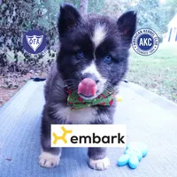 Agouti AKC  OFA & Embark, a female Siberian Husky for sale in Anderson, SC – 1 of 8