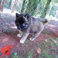 AKC Agouti Embark & OFA Parents, a female Siberian Husky for sale in Anderson, SC – 4 of 10