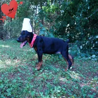 Ear cropped - Full Euro, a female Doberman Pinscher for sale in Anderson, SC – 8 of 10