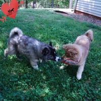 AKC Agouti OFA & Embark, a female Siberian Husky for sale in Anderson, SC – 5 of 10