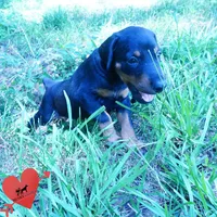 AKC Euro OFA & Embark - Amon, a male Doberman Pinscher for sale in Anderson, SC – 5 of 10
