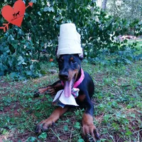 Champion & Full Euro AKC - Yue, a female Doberman Pinscher for sale in Anderson, SC – 4 of 10