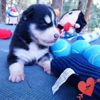 OFA & Embark Tested - Luffy, a male Siberian Husky for sale in Anderson, SC – 6 of 10