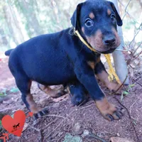 AKC Euro OFA & Embark - Huu, a male Doberman Pinscher for sale in Anderson, SC – 7 of 10