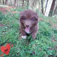 Solid Brown OFA AKC, a male Siberian Husky for sale in Anderson, SC – Photo 6 of 10