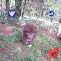 Solid Brown OFA AKC, a male Siberian Husky for sale in Anderson, SC – Photo 1 of 10