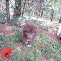 Solid Brown OFA AKC, a male Siberian Husky for sale in Anderson, SC – Photo 5 of 10