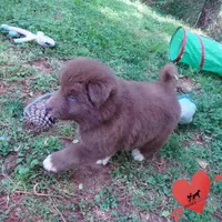 Solid Brown OFA AKC, a male Siberian Husky for sale in Anderson, SC – Photo 4 of 10