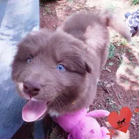 Solid Brown OFA AKC, a male Siberian Husky for sale in Anderson, SC – Photo 7 of 10