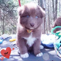 Solid Brown OFA AKC, a male Siberian Husky for sale in Anderson, SC – Photo 8 of 10