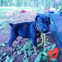 Champion & Full Euro AKC, a female Doberman Pinscher for sale in Anderson, SC – 6 of 10