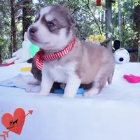 AKC Prada - Red/white OFA & Embark, a female Siberian Husky for sale in Anderson, SC – 5 of 10