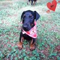 Full Euro, OFA, Embark, & AKC, a female Doberman Pinscher for sale in Anderson, SC – 7 of 10