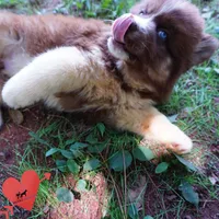 Embark & OFA Tested Parents, a male Siberian Husky for sale in Anderson, SC – 5 of 10