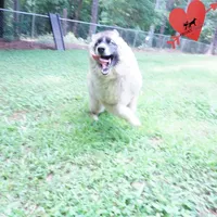 AKC Agouti Embark & OFA Parents, a female Siberian Husky for sale in Anderson, SC – 4 of 10