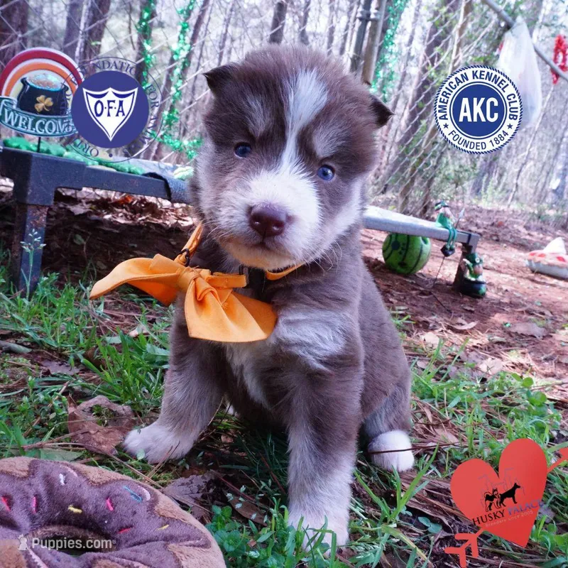 AKC Brown/white OFA – Siberian Husky puppy for sale in Anderson, SC