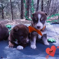 AKC Brown/white OFA, a female Siberian Husky for sale in Anderson, SC – Photo 2 of 10