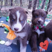 AKC Brown/white OFA, a female Siberian Husky for sale in Anderson, SC – Photo 6 of 10
