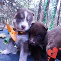 AKC Brown/white OFA, a female Siberian Husky for sale in Anderson, SC – Photo 5 of 10
