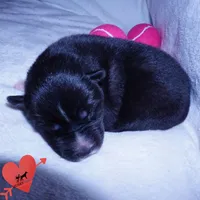 Agouti AKC Embark OFA, a female Siberian Husky for sale in Anderson, SC – 4 of 10