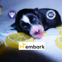 Health Tested Parents - Cyclops, a male Siberian Husky for sale in Anderson, SC – 1 of 10