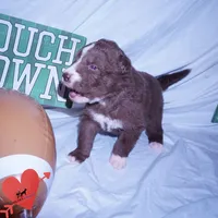 Solid Brown Ready Mid October , a female Siberian Husky for sale in Anderson, SC – 3 of 10
