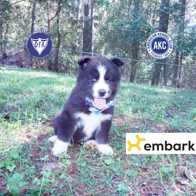 Iceman - Black/white – Siberian Husky puppy for sale in Anderson, SC