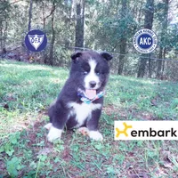 Iceman - Black/white, a male Siberian Husky for sale in Anderson, SC – 1 of 10