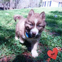 Brown/white AKC, a male Siberian Husky for sale in Anderson, SC – Photo 6 of 10