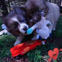 Brown/white AKC, a male Siberian Husky for sale in Anderson, SC – Photo 8 of 10