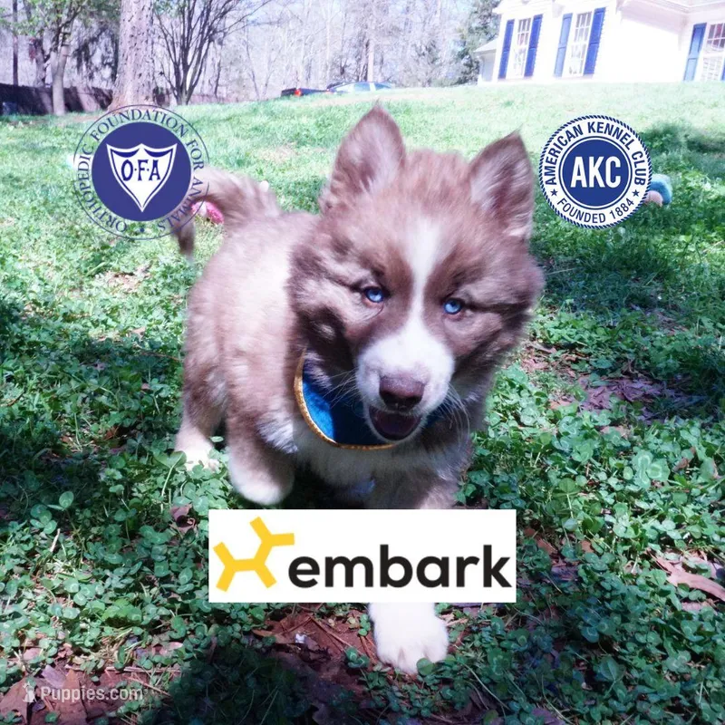 Brown/white AKC – Siberian Husky puppy for sale in Anderson, SC