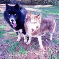 AKC Solid Black Trained, a male Siberian Husky for sale in Anderson, SC – 4 of 10