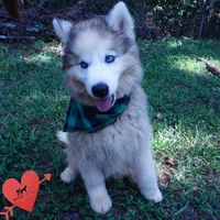 OFA & Embark Tested Parents, a female Siberian Husky for sale in Anderson, SC – 6 of 10