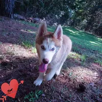 AKC OFA Red/white, a male Siberian Husky for sale in Anderson, SC – 5 of 10