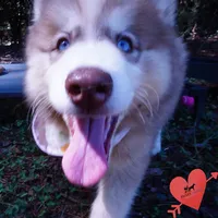 OFA & Embark - Carrot, a male Siberian Husky for sale in Anderson, SC – 7 of 10