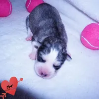 AKC OFA & Embark Parents, a male Siberian Husky for sale in Anderson, SC – 2 of 10