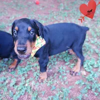 AKC Euro OFA & Embark - Huu, a male Doberman Pinscher for sale in Anderson, SC – 7 of 10