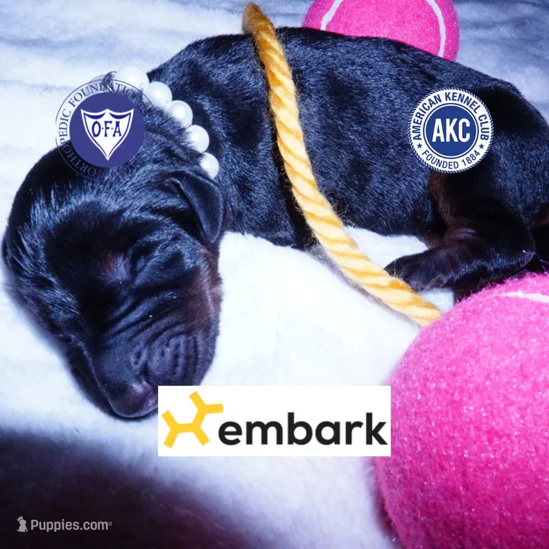 Full Euro OFA & Embark – Doberman Pinscher puppy for sale in Anderson, SC
