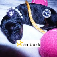 Full Euro OFA & Embark, a female Doberman Pinscher for sale in Anderson, SC – 1 of 10