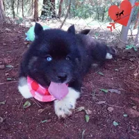 AKC Black/white OFA & Embark, a female Siberian Husky for sale in Anderson, SC – 5 of 10