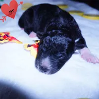 Solid Black - Rogue, a female Siberian Husky for sale in Anderson, SC – 2 of 10