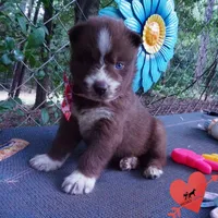 AKC Brown/white OFA, a female Siberian Husky for sale in Anderson, SC – 8 of 10