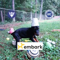 Ear cropped AKC Euro OFA & Embark, a male Doberman Pinscher for sale in Anderson, SC – 1 of 10