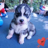 OFA & Embark Tested Parents - Usopp, a male Siberian Husky for sale in Anderson, SC – 2 of 10