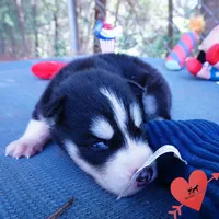 OFA & Embark Tested - Luffy, a male Siberian Husky for sale in Anderson, SC – 5 of 10