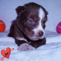 AKC Brown/white OFA, a female Siberian Husky for sale in Anderson, SC – 6 of 10