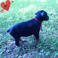 Full Euro, OFA, Embark, & AKC, a female Doberman Pinscher for sale in Anderson, SC – 4 of 10