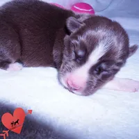 Embark & OFA Tested Parents, a male Siberian Husky for sale in Anderson, SC – 2 of 10